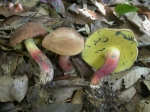 海南鹦哥岭发现牛肝菌新种 具有变色现象 - 海南新闻中心