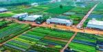 花田里“掘金”！海南出台措施扶持花卉产业项目 - 海口网