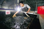 国内最大单体鳗鱼养殖场澄迈建成 养殖水面可达15万㎡ - 海南新闻中心