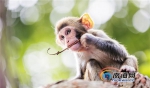 陵水猕猴数量由100只增至约1500只 小开发带动大保护 - 海南新闻中心
