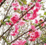 赏樱正当时 海口市秀英天鹅山4800棵樱花树绽放迎客 - 海南新闻中心