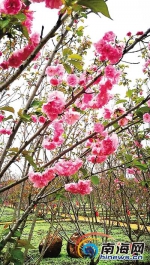 赏樱正当时 海口市秀英天鹅山4800棵樱花树绽放迎客 - 海南新闻中心