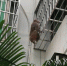 海口市金牛岭动物园一只猴哥顺着竹竿“越狱”（图） - 海南新闻中心
