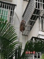 海口市金牛岭动物园一只猴哥顺着竹竿“越狱”（图） - 海南新闻中心