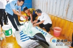 海豚鲸鱼搁浅海域获救 两热心群众获奖励 - 海南新闻中心