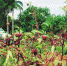 中国热带农业科学院林下试种玫瑰茄获较高产量 - 海南新闻中心