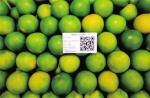 琼中绿橙“身价”逐年上涨 从无人问津到蜚声国内成为果品市场新宠 - 海南新闻中心