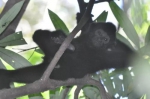 一只在树上栖息的黑冠长臂猿。陈庆 摄 - 中新网海南频道