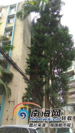 遮挡采光滋生蚊虫 海口部分小区树木过高过密 业主苦恼 - 海南新闻中心