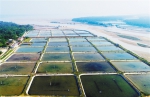 儋州光村沙虫走向产业化发展 计划打造沙虫主题公园 - 海南新闻中心