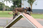 努力开创全省警犬技术工作新局面 全省公安机关第一届警犬技术实战对抗比武在海口举行 - 公安厅