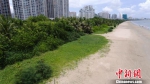 图为经过生态修复后的三亚湾海滩。　王晓斌 摄 - 中新网海南频道