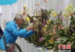 图为游客参观展出的兰花。　尹海明 摄 - 中新网海南频道