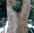 罕见！琼海百年橄榄树高达18米 3人才能合抱 - 海南新闻中心