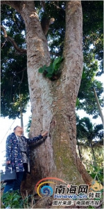 罕见！琼海百年橄榄树高达18米 3人才能合抱 - 海南新闻中心