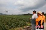 科研人员在田间调试喷洒农药的无人机。　王晓斌 摄 - 中新网海南频道