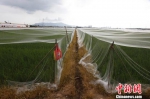水稻田被纱网全方位覆盖，主要是为了防鸟。　王晓斌 摄 - 中新网海南频道