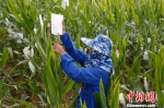 中国农业科学院作物科学研究所的科技人员王贵华穿行在齐人高的玉米植株中，他正逐株给玉米穗套袋子收集花粉。　王晓斌 摄 - 中新网海南频道