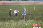 科研人员在防鸟网内查看水稻生长情况。　王晓斌 摄 - 中新网海南频道