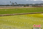 水稻田里插着各种标签。　王晓斌 摄 - 中新网海南频道