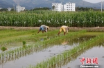 工作人员在水稻父本的留空中插植水稻母本。　王晓斌 摄 - 中新网海南频道