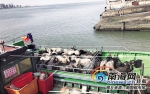 船员凌晨偷运92只外地山羊入岛 被海口水上边防官兵截获 - 海南新闻中心