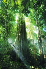 霸王岭原始的热带雨林。 - 林业厅