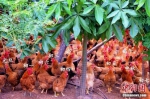 图为海南人过年期间圈养的鸡。资料图。 - 中新网海南频道