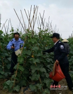 万宁严把瓜菜检测关 确保上市瓜菜质量安全 - 海南新闻中心