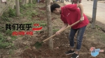 种一棵小树 净一方绿土 海南太古可口可乐携手志愿者在海口儒传村开展植树活动 - 海南新闻中心