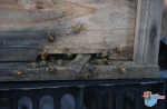 “蜂”拥天上什寒 如“蜜”生活融入琼中群众生活 - 海南新闻中心