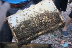 “蜂”拥天上什寒 如“蜜”生活融入琼中群众生活 - 海南新闻中心