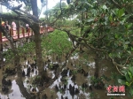 这植物能怀孕？探访中国首个红树林湿地自然保护区 - 中新网海南频道