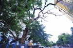 海口这棵黄花梨“枯树”树龄约40年 拍卖价近200万元 - 海南新闻中心