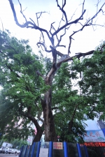 海口这棵黄花梨“枯树”树龄约40年 拍卖价近200万元 - 海南新闻中心