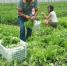 海口琼山举办夏秋设施渡淡蔬菜生产关键技术示范现场培训观摩会 - 海南新闻中心