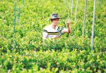 琼中：培育优良油茶种苗 带动村民脱贫致富 - 海南新闻中心