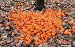 今日霜降：吃柿子赏红叶 人们开始“备冬”(图) - 中新网海南频道