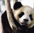 熊猫兄弟抵达海南新家 - 中新网海南频道