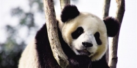 熊猫兄弟抵达海南新家 - 中新网海南频道