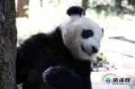 征集！来给海南热带野生动植物园"熊猫兄弟"起名啦 - 中新网海南频道