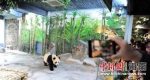 “看熊猫玩长影”海口秀英元旦春节推6条精品线路 - 中新网海南频道