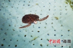 治海龟做科普 海南首个海洋动物救护中心启用一周年 - 中新网海南频道