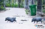 整治人居环境黑榜 | 陵水走信村牲畜随处“漫游” 粪便随地可见 - 海南新闻中心