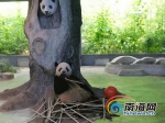 “萌宝”熊猫吸引八方来客 海口暑期亲子游缤纷多彩 - 海南新闻中心