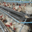 中央环保督察 | 白沙修建围堰加速整改 防止养鸡场排污扰民 - 海南新闻中心