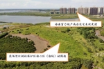 生态环境部：海南澄迈县肆意围填海、破坏红树林 - 海南新闻中心