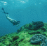打卡海南潜水胜地：潜到海底，做一条自在的鱼 - 海南新闻中心