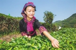 五指山市水满乡的村民在茶园里采茶。武威 摄 - 中新网海南频道