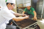 　在五指山市水满乡永训茶基地，工人正在加工茶叶。武威 摄 - 中新网海南频道
